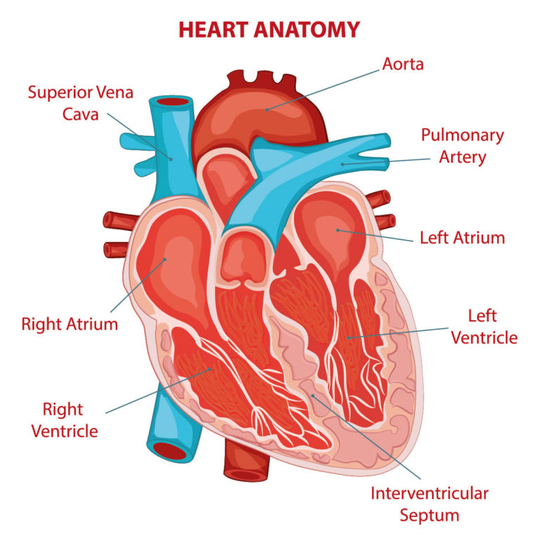 exercise-heart-rate-zones-explained-cleveland-clinic